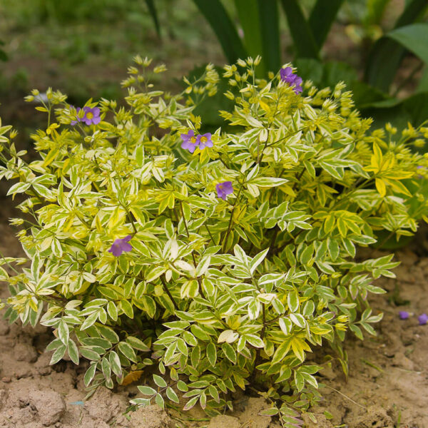Hello Hello Plants Polemonium Golden Feathers plant