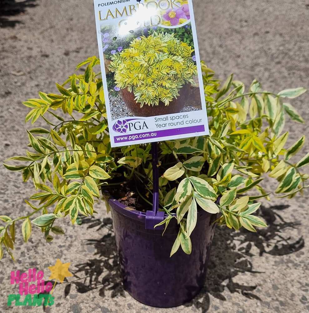 Polemonium 'Golden Feathers' 6" Pot - Image 2
