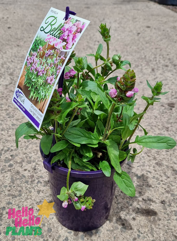 Prunella 'Bella Pink' 6" Pot - Image 2