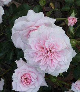 Clusters of light pink Rose 'Jane McGrath' PBR 3ft Standard blooms with layered petals and green leaves, ideal for vibrant displays.