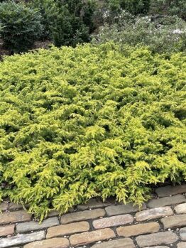 A lush, green ground cover bush beside a stone pathway in a garden, complemented by a young Sequoia 'Dawn Redwood' planted in an 8" pot.