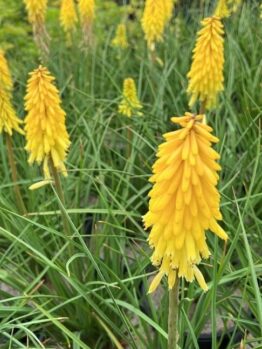Hello Hello Plants nursery Melbourne Victoria Australia Kniphofia Poco Yellow Hot Poker Flower