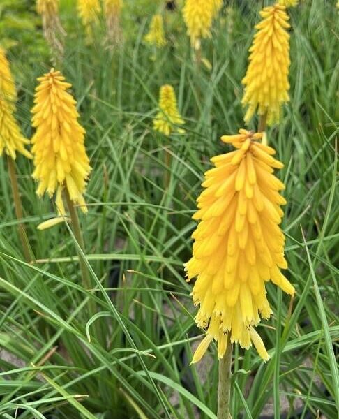 Hello Hello Plants nursery Melbourne Victoria Australia Kniphofia Poco Yellow Hot Poker Flower