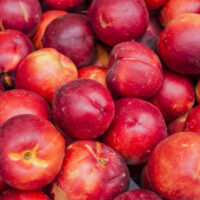 Freshly picked Prunus 'Tuscany®' Dwarf Nectarine fruit with smooth red and yellow skin, displayed in a 7" pot.