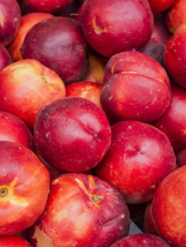 Freshly picked Prunus 'Tuscany®' Dwarf Nectarine fruit with smooth red and yellow skin, displayed in a 7" pot.