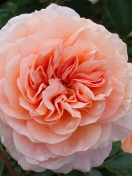 Close-up of Rose 'Anita's' bloom in peach hues with dewdrops, green leaves, and a rosebud on the elegant 6ft Weeper rose tree.