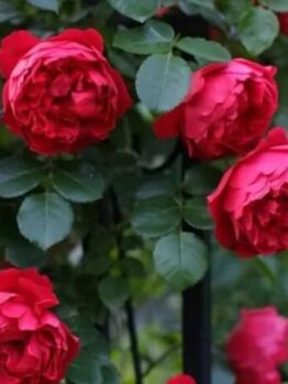 Cluster of red roses in full bloom from the Rose 'Florentina' 6ft Weeper, set against green leaves in the background.