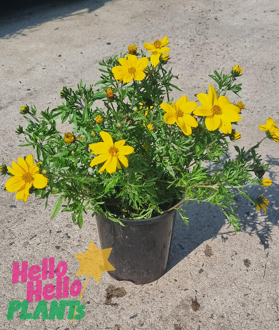Bidens 'Yellow' 6" Pot - Image 4