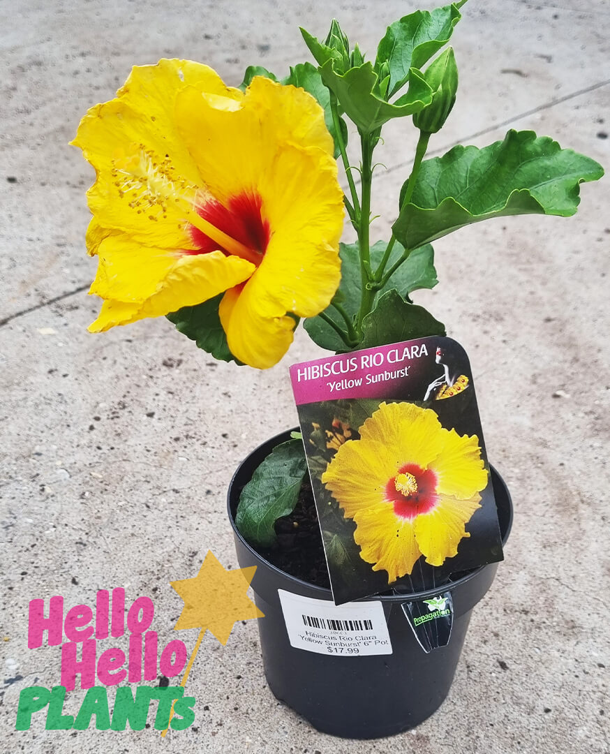 Hibiscus Rio Clara 'Yellow' 6" Pot - Image 2