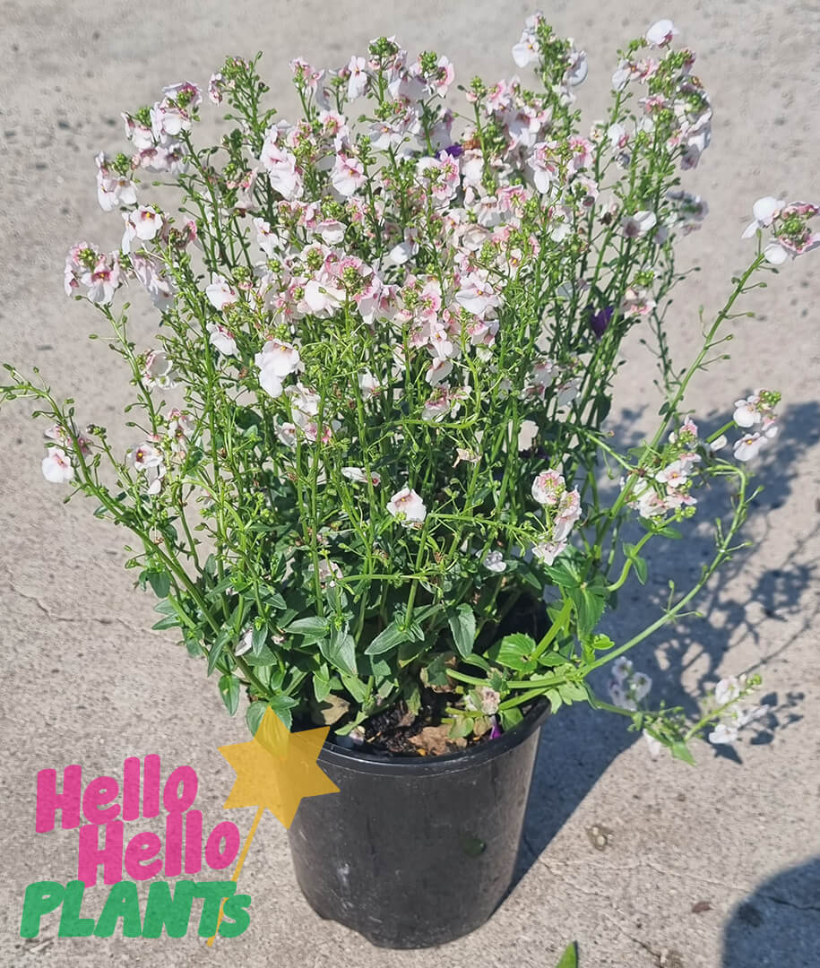 Nemesia 'Apple Blossom' 6" Pot - Image 2