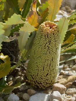 Banksia petiolaris 'Creeping Banksia' features pale green cylindrical flower spikes and jagged green leaves, thriving among small rocks. Ideal for display in a 6" pot.