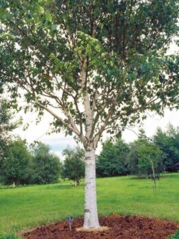 The Betula 'Snow White' Birch 20" Pot features striking white bark and thrives in grassy parks or gardens, making it ideal for planting as a standout specimen in your outdoor space.
