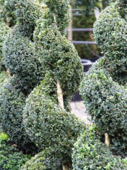 Close-up of Buxus 'English Box' Spiral 24" Pot, showing dense green foliage and central wooden stems, with more artistically shaped plants visible in the background.
