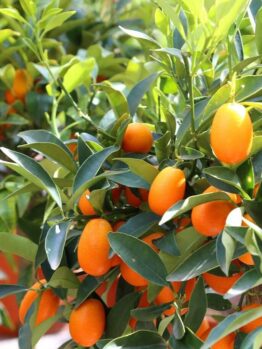 A close-up of the Citrus Cumquat 'Nagami' 5L (Dwarf) tree, showing clusters of small, oval orange fruit and green leaves in bright sunlight.