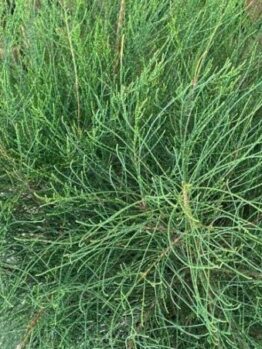 Close-up of dense, green, needle-like foliage and intricate branching on a Casuarina 'Green Wave' PBR in an 8" pot.