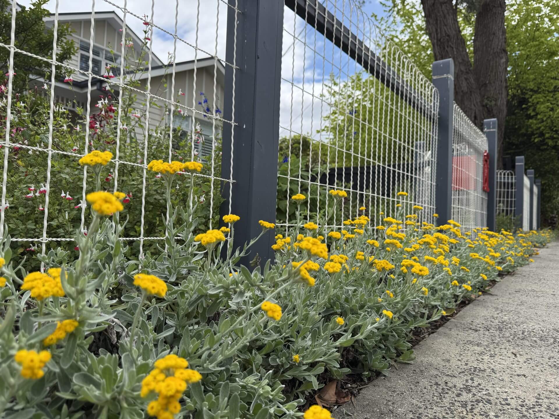 Lomandra 'White Sands' PBR 15cm pot plants and yellow flowers border a wire fence beside a pavement, with a house and trees visible in the background under a partly cloudy sky.