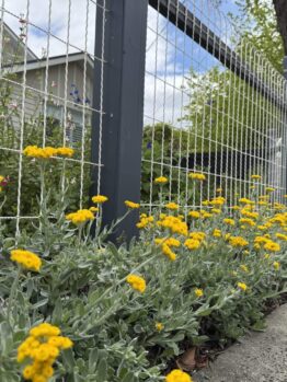 Lomandra 'White Sands' PBR 15cm pot plants and yellow flowers border a wire fence beside a pavement, with a house and trees visible in the background under a partly cloudy sky.