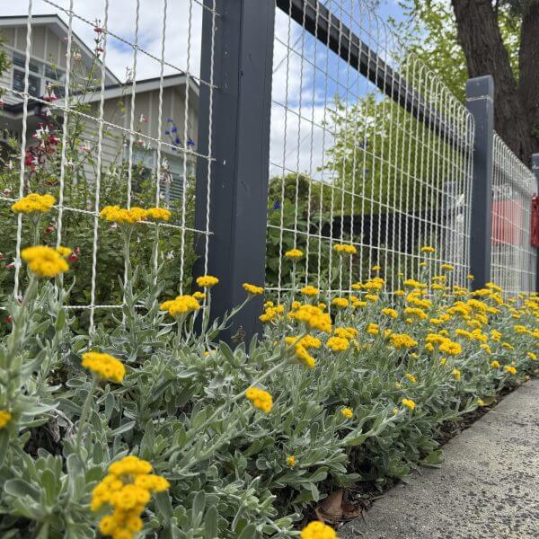 Lomandra 'White Sands' PBR 15cm pot plants and yellow flowers border a wire fence beside a pavement, with a house and trees visible in the background under a partly cloudy sky.