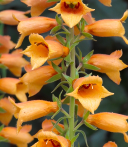 Digiplexis 'Fire Cracker' in a 4" pot features clusters of vibrant orange, tubular flowers along a lush green stem.