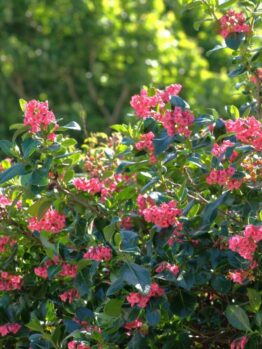 Escallonia macrantha hedge bright red flowers hot pink glossy green evergreen foliage screens hedging