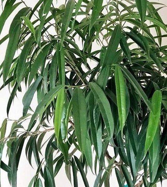 A close-up of a Ficus ‘Alii’ 8" Pot, featuring long, slender green leaves and thin branches against a plain background.