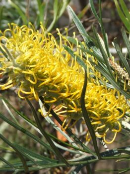 A close-up of the Grevillea 'Sandra Gordon' 10" Pot, highlighting its vibrant yellow flowers and long, slender green leaves.