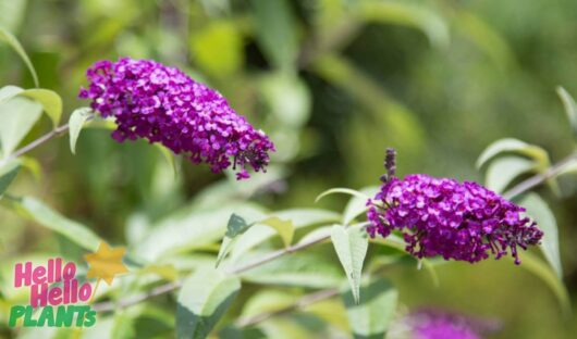 Hello Hello Plants Nursery Campbellfield Melbourne Victoria Australia Buddleia buddleija purple flower