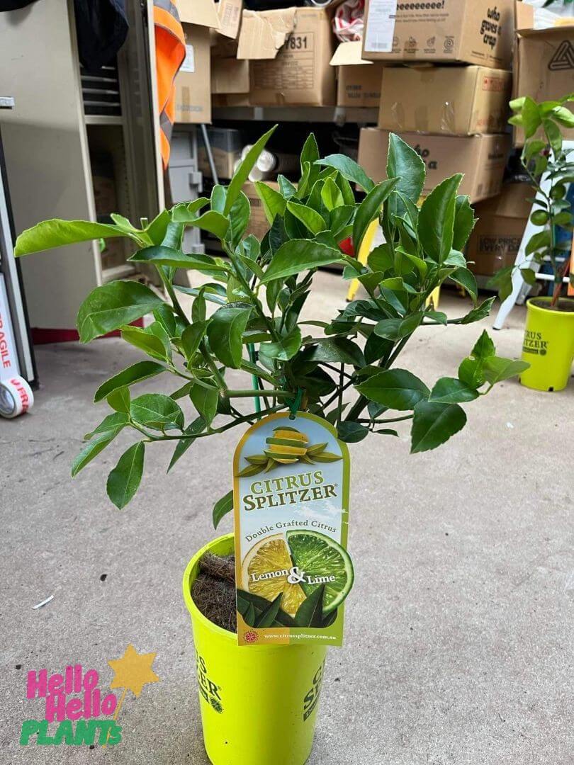 Citrus Splitzer 'Lemon and Lime' 4L Pot - Image 2