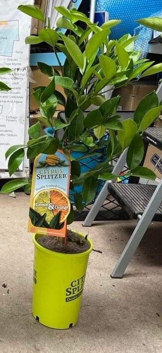 Citrus Splitzer 'Lemon and Orange' 4L Pot - Image 2