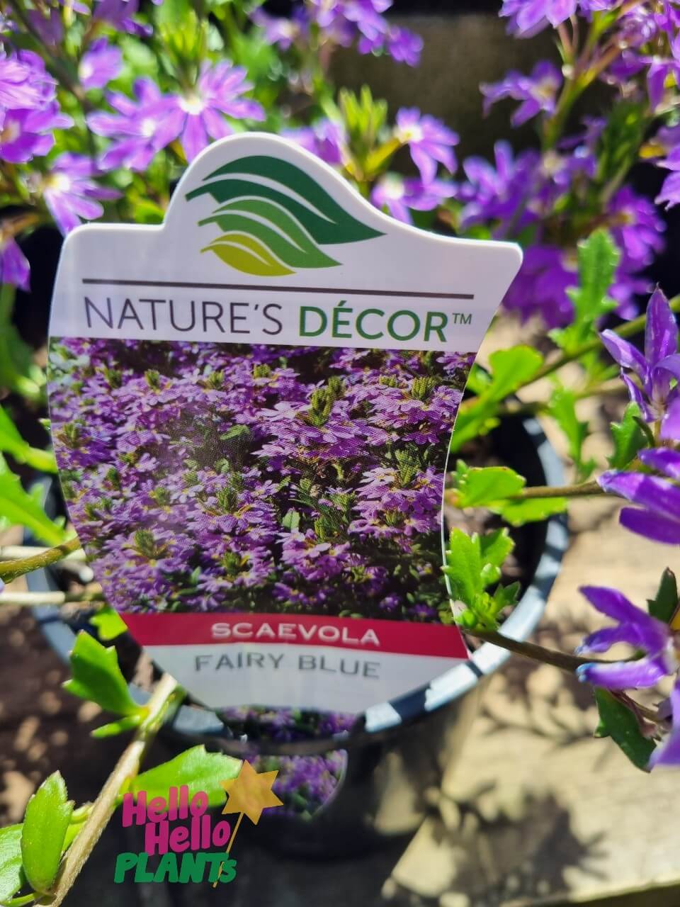 Scaevola 'Fairy Blue' 6" Pot - Image 3