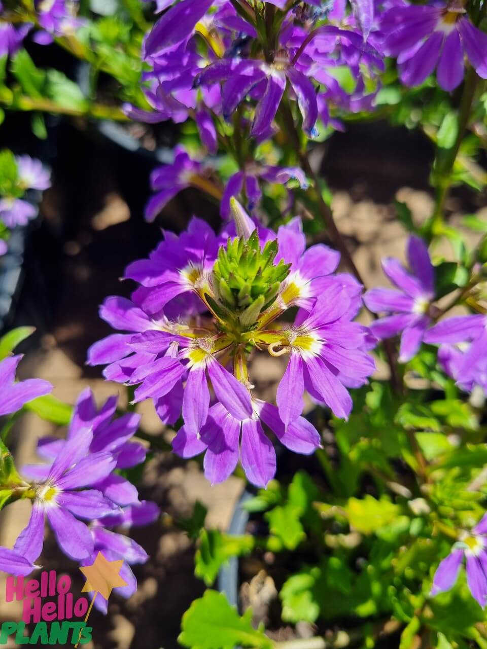 Scaevola 'Fairy Blue' 6" Pot - Image 2