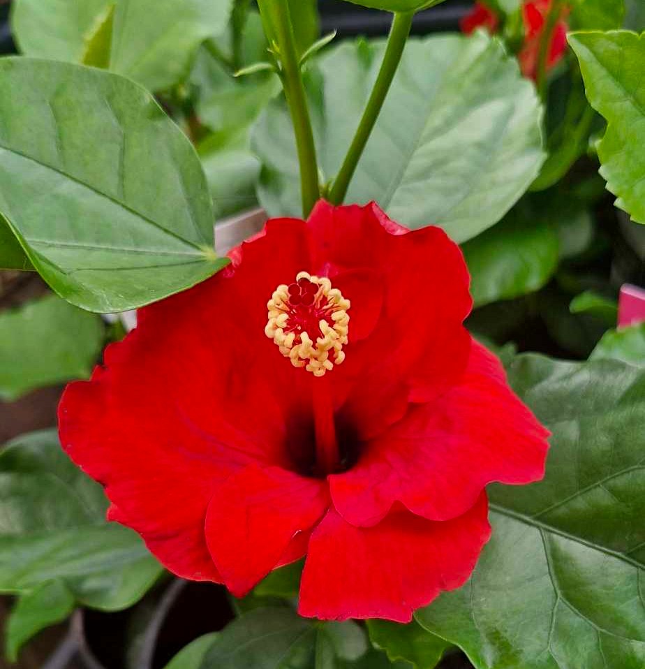 The Hibiscus Rio Clara 'Flaming Glory' in a 6" pot showcases vibrant red petals with prominent yellow stamens, set against lush green foliage.