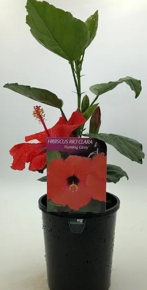 Hibiscus Rio Clara 'Flaming Glory' 6" Pot - Image 5