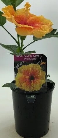 Hibiscus Rio Clara 'Peach Melba' 6" Pot - Image 2