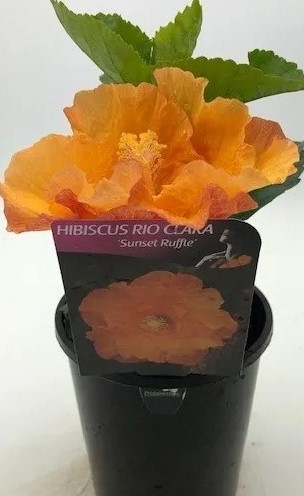 Hibiscus Rio Clara 'Sunset Ruffle' 6" Pot - Image 2