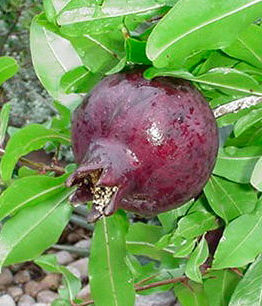 A ripe, dark red Punica 'Red Velvet™' Pomegranate grows on a leafy branch outdoors, highlighting the beauty of the 6" Pot variety.