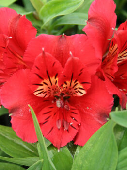 Close-up of Alstroemeria 'Kate' Peruvian Lily in a 6" pot, featuring bright red blooms with black and yellow markings on the petals, surrounded by green leaves.