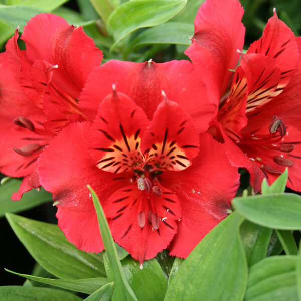 Close-up of Alstroemeria 'Kate' Peruvian Lily in a 6" pot, featuring bright red blooms with black and yellow markings on the petals, surrounded by green leaves.