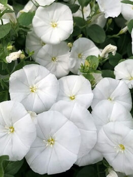 Convolvulus 'Little Arctic Moon' in a 6" pot features clusters of white morning glory flowers above lush green leaves—ideal for adding brightness to your space.