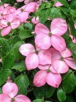 Clusters of pink Cornus 'Satomi' Dogwood flowers, each with four petals and glossy green leaves, are covered in water droplets. Supplied in a 13" pot.