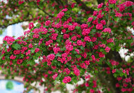The Crataegus 'Paul's Scarlet' Flowering Hawthorn in a 13" pot features clusters of bright pink flowers and green leaves, bringing vibrant color to your garden.