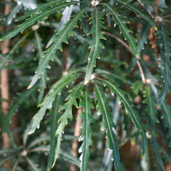 Close-up of long, narrow green leaves with deeply serrated edges on a Dizygotheca 'False Aralia' 8" Pot shrub or small tree.