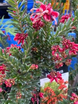 A close-up of a Grevillea 'Hot Lava' 6" Pot shows clusters of spiky red flowers and pointed green leaves, with its plant tag visible in the background.