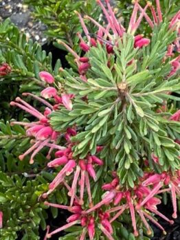A close-up of Grevillea 'Winter Nectar' in a 6" pot, showing clusters of narrow, spiky pink flowers among pointed leaves—a striking winter-flowering shrub.