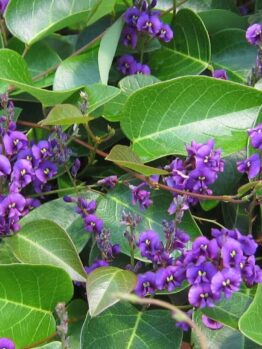 The Hardenbergia 'Sweet Heart' PBR 6" Pot features small purple flowers with yellow centers amid glossy green leaves, making it perfect for brightening any space.