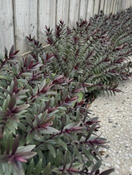 A row of Pittosporum 'Golf Ball' PBR 30cm Pot plants with green and purple leaves lines a wooden fence next to a concrete and pebble path.