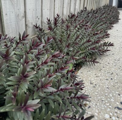 A row of Pittosporum 'Golf Ball' PBR 30cm Pot plants with green and purple leaves lines a wooden fence next to a concrete and pebble path.