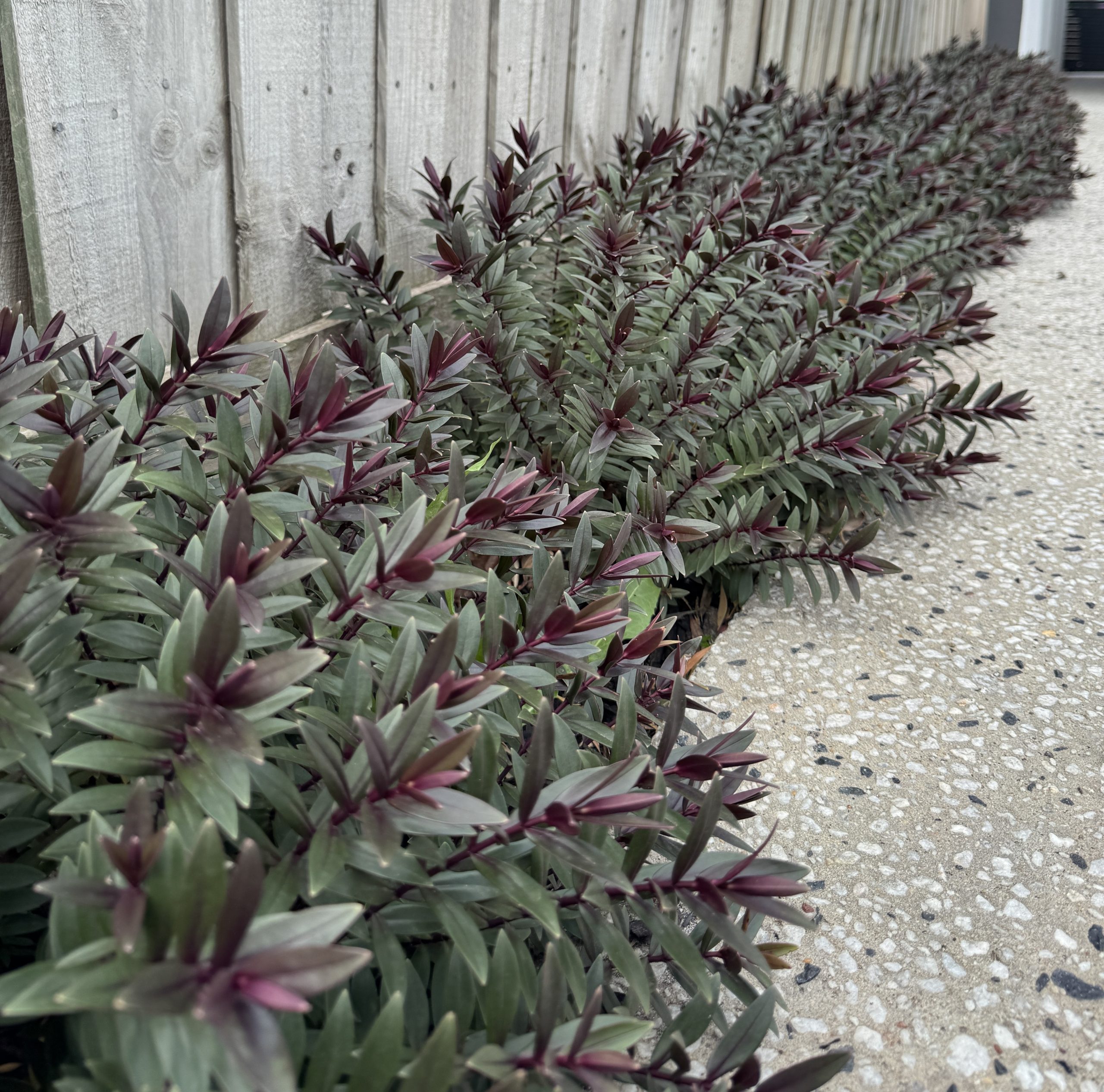 Lavender Avonview