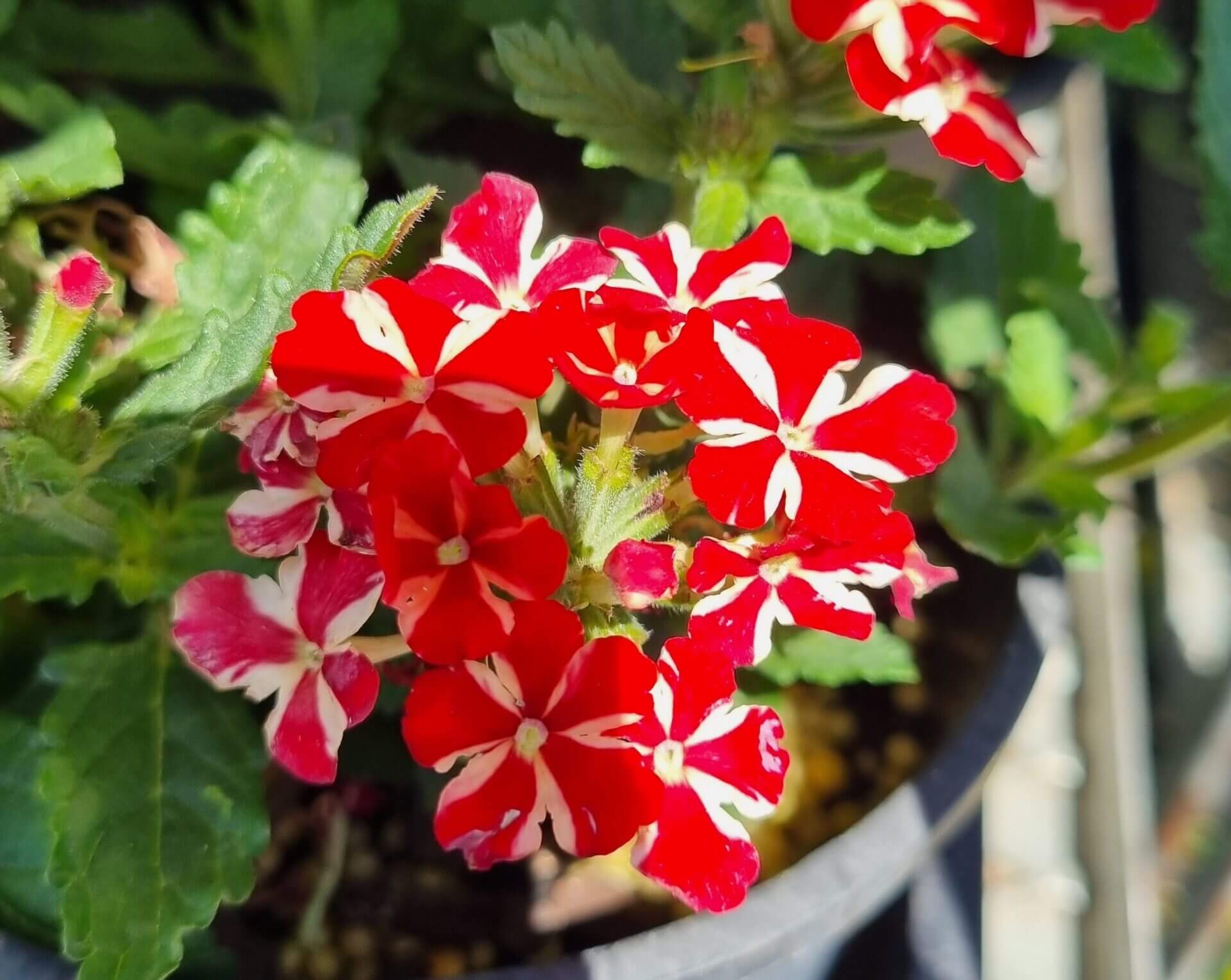 Verbena 'Red Star' Assorted 6" Pot - Image 2