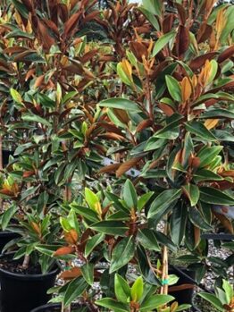 Magnolia 'Sweet n Neat' 13" Pot features potted trees with glossy green leaves and brown undersides, arranged in rows outdoors.